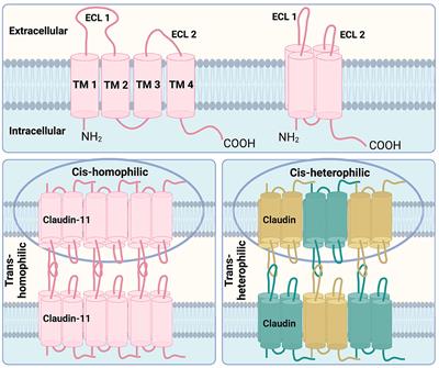 Claudin-11 in health and disease: implications for myelin disorders, hearing, and fertility